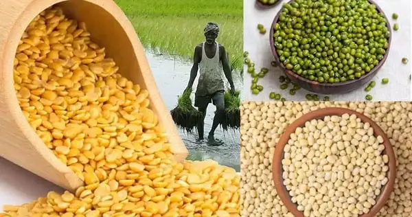 Pulses Production in India