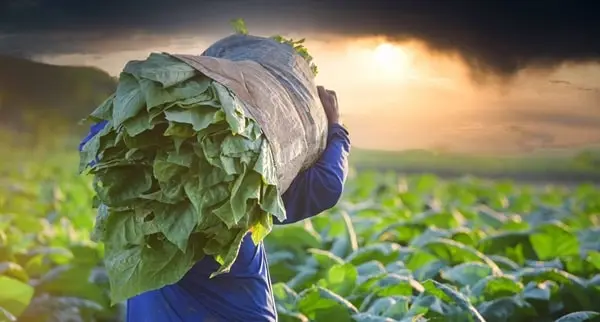 Tobacco Producing