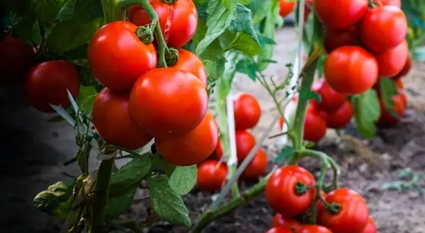 Tomato production in India