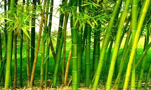Bamboo Producing