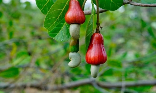 Cashew Producing