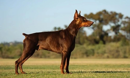 Doberman Pinscher