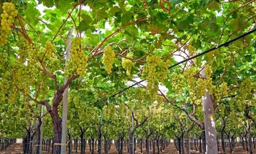 Grapes