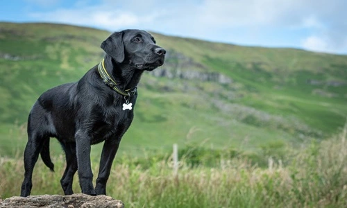 Labrador Retriever