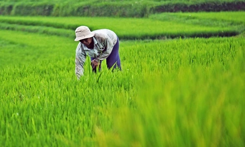 Rice Producing