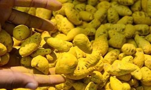 Turmeric