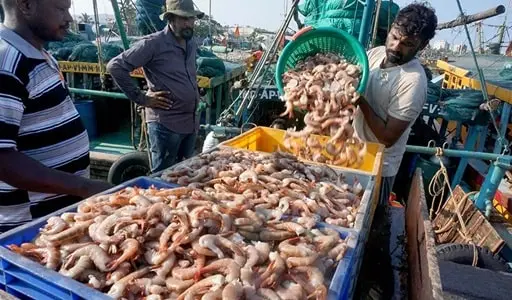 Seafood-Export