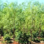 Grow Sandalwood