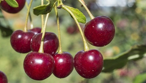 Cherry 