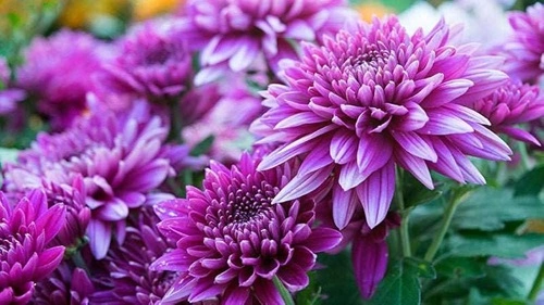 Chrysanthemum 