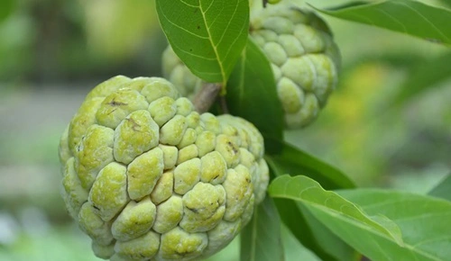 Custard Apple