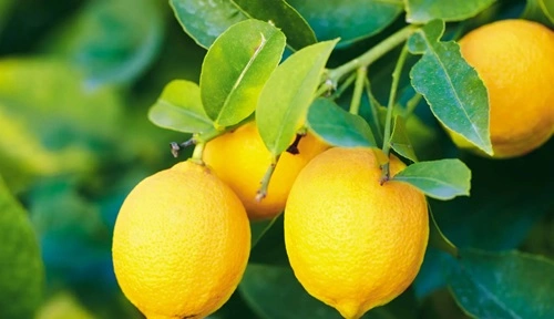 Lemon 