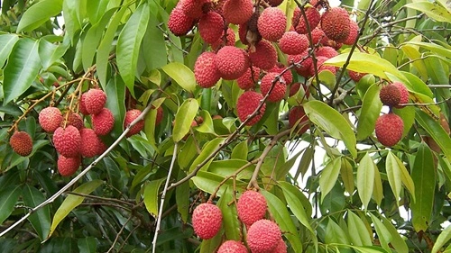Litchi 