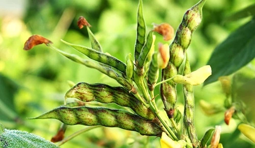 Pigeonpea 