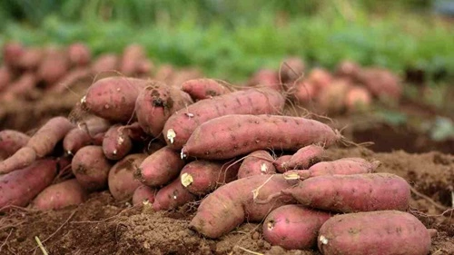 Sweet Potato