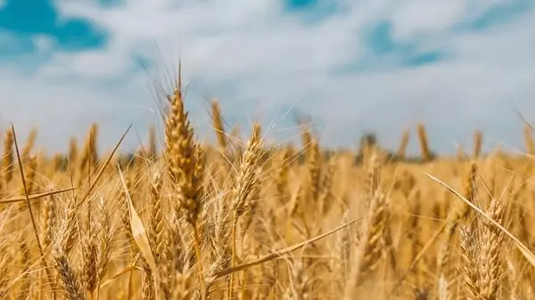 Wheat