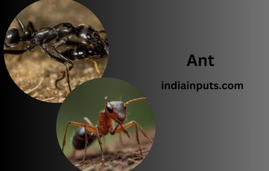 Ant