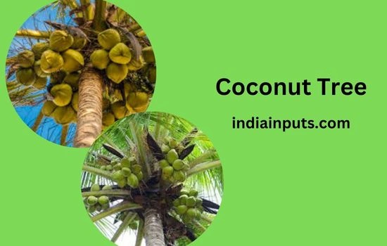 Coconut Tree