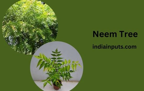 Neem Tree