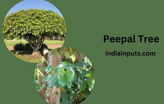 Peepal Tree
