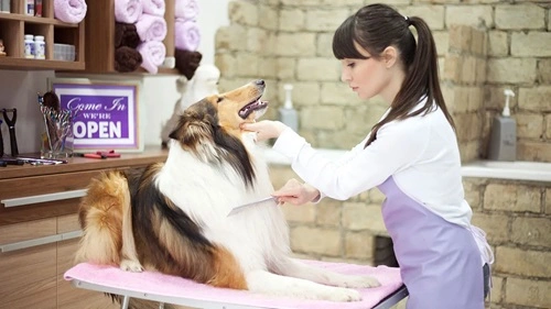Customized Pet Accessories & Grooming