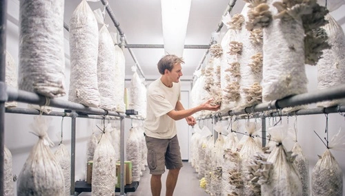 Urban Mushroom Farming